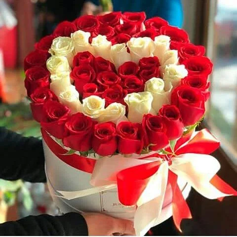 Qırmızı qızılgül 3291 ədədlik