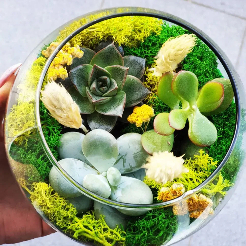 Xoş xatirə - Terrarium