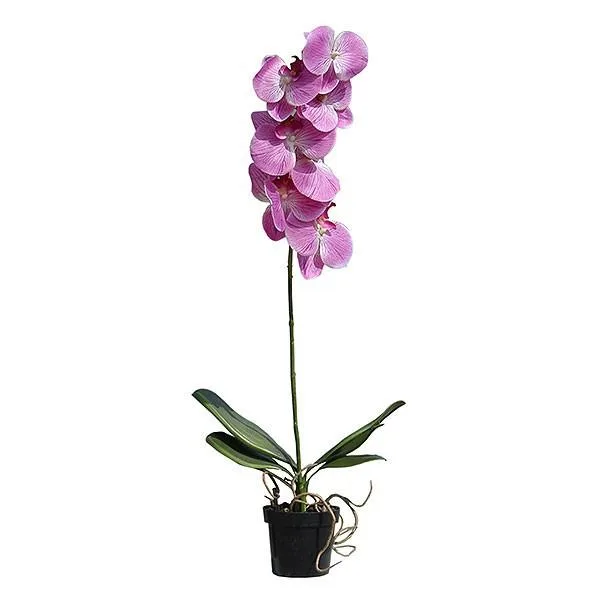 Orxideya