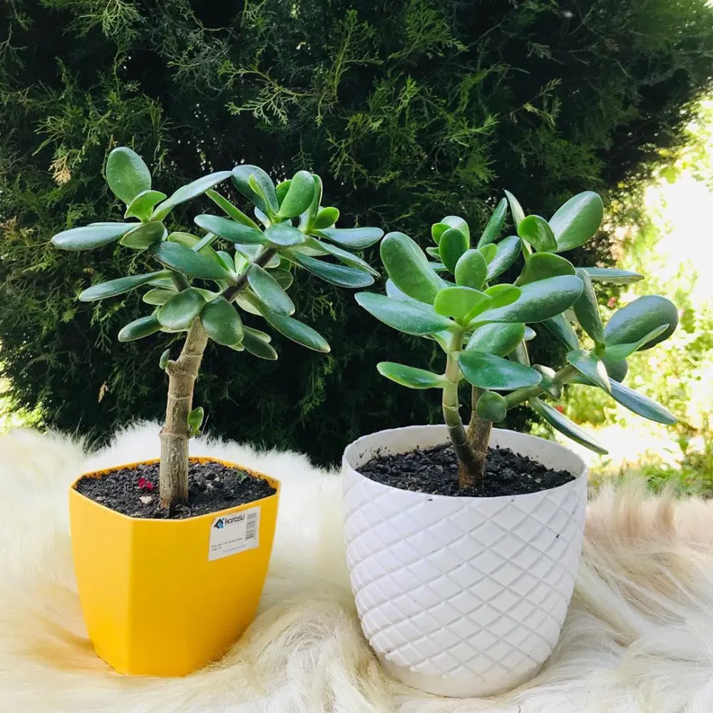 Crasula