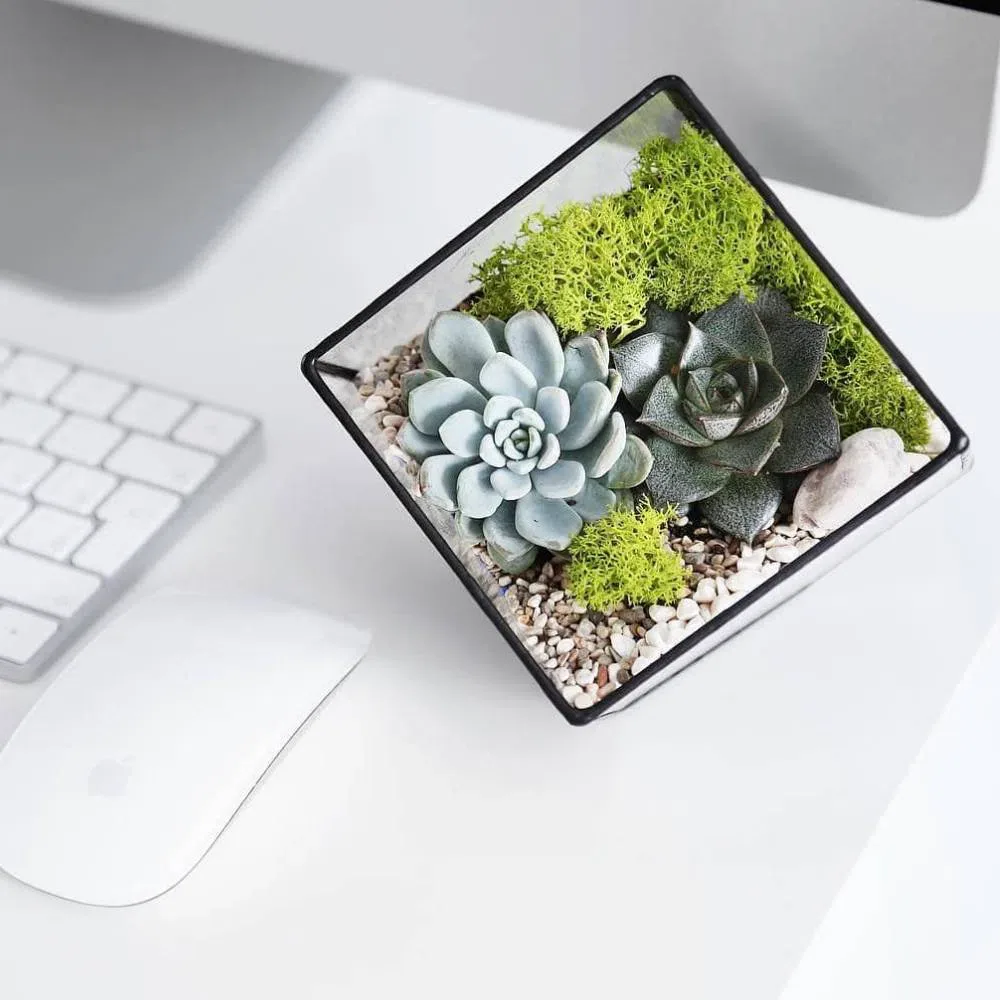 Gözəl an - Terrarium