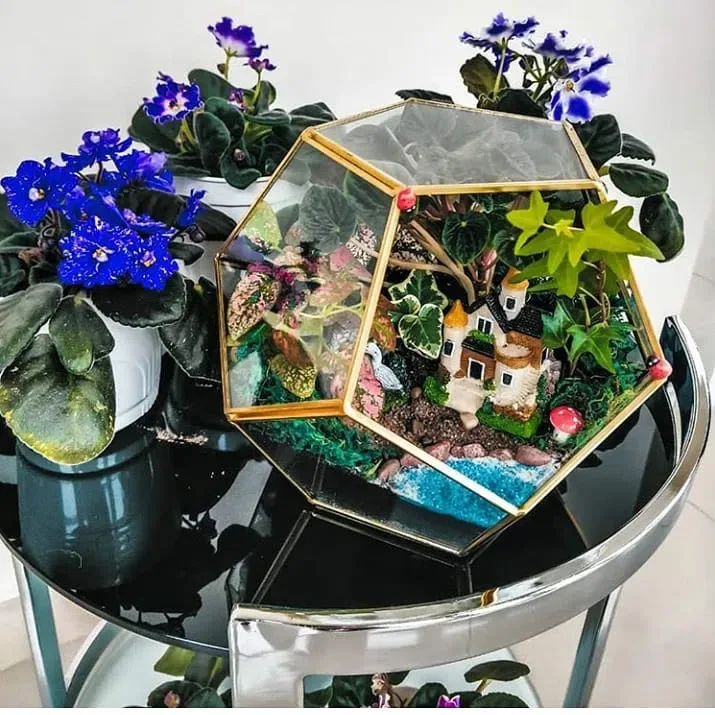 Sevinc zamanı- Terrarium