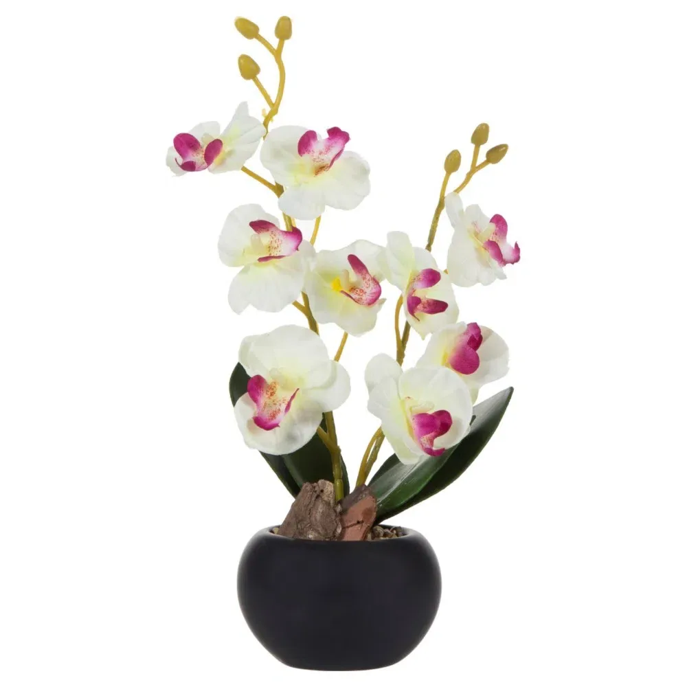 Orxideya