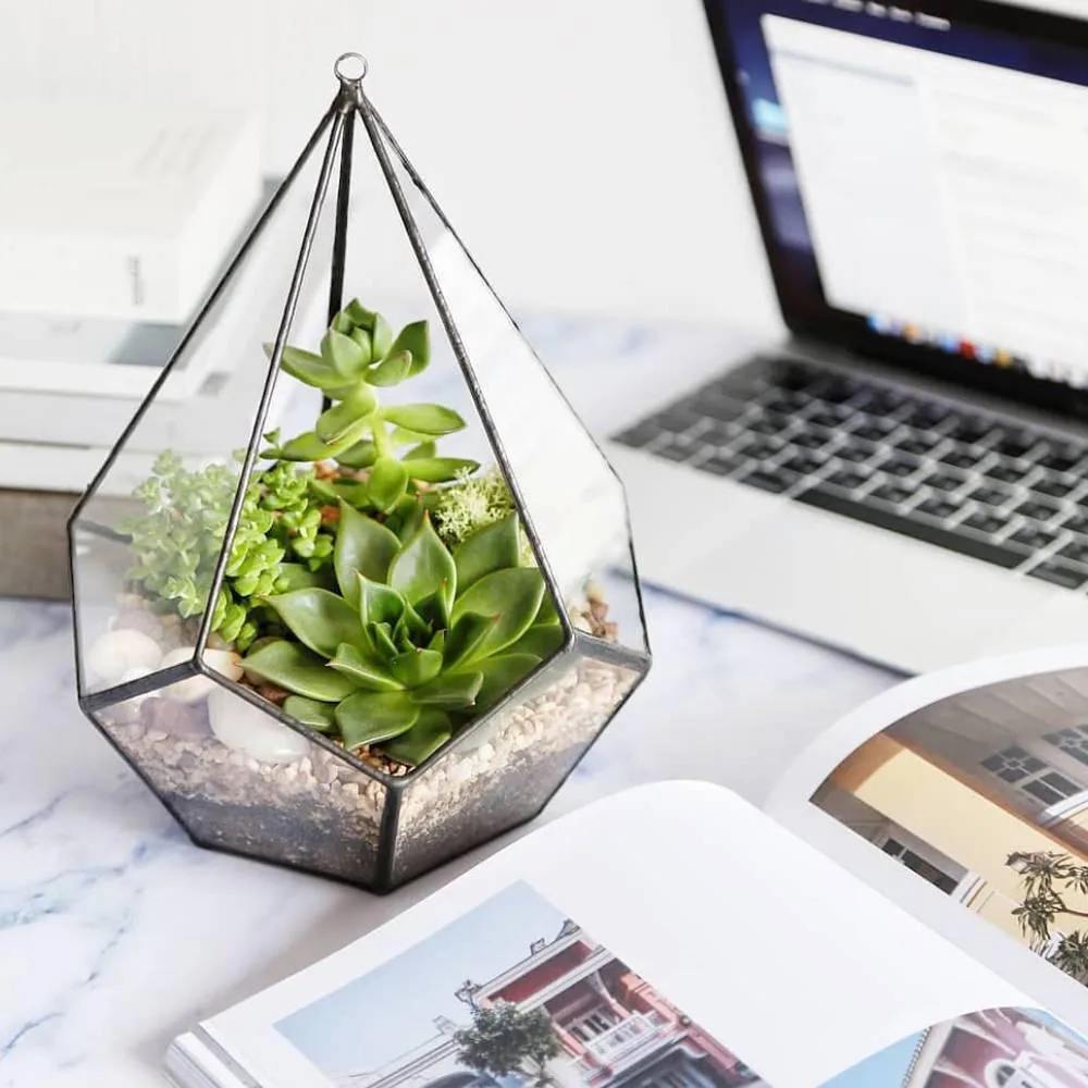 Sevinc anı - Terrarium