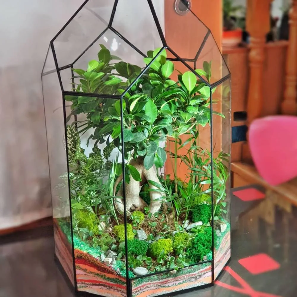 Gözəl - Terrarium