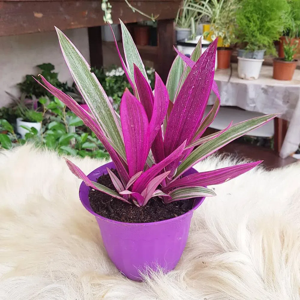 Stromanthe