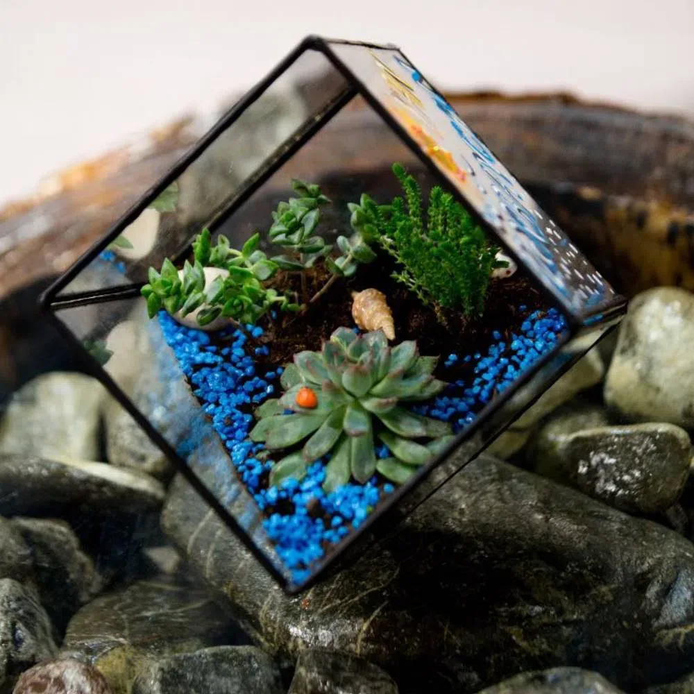 Sevimli an - Terrarium