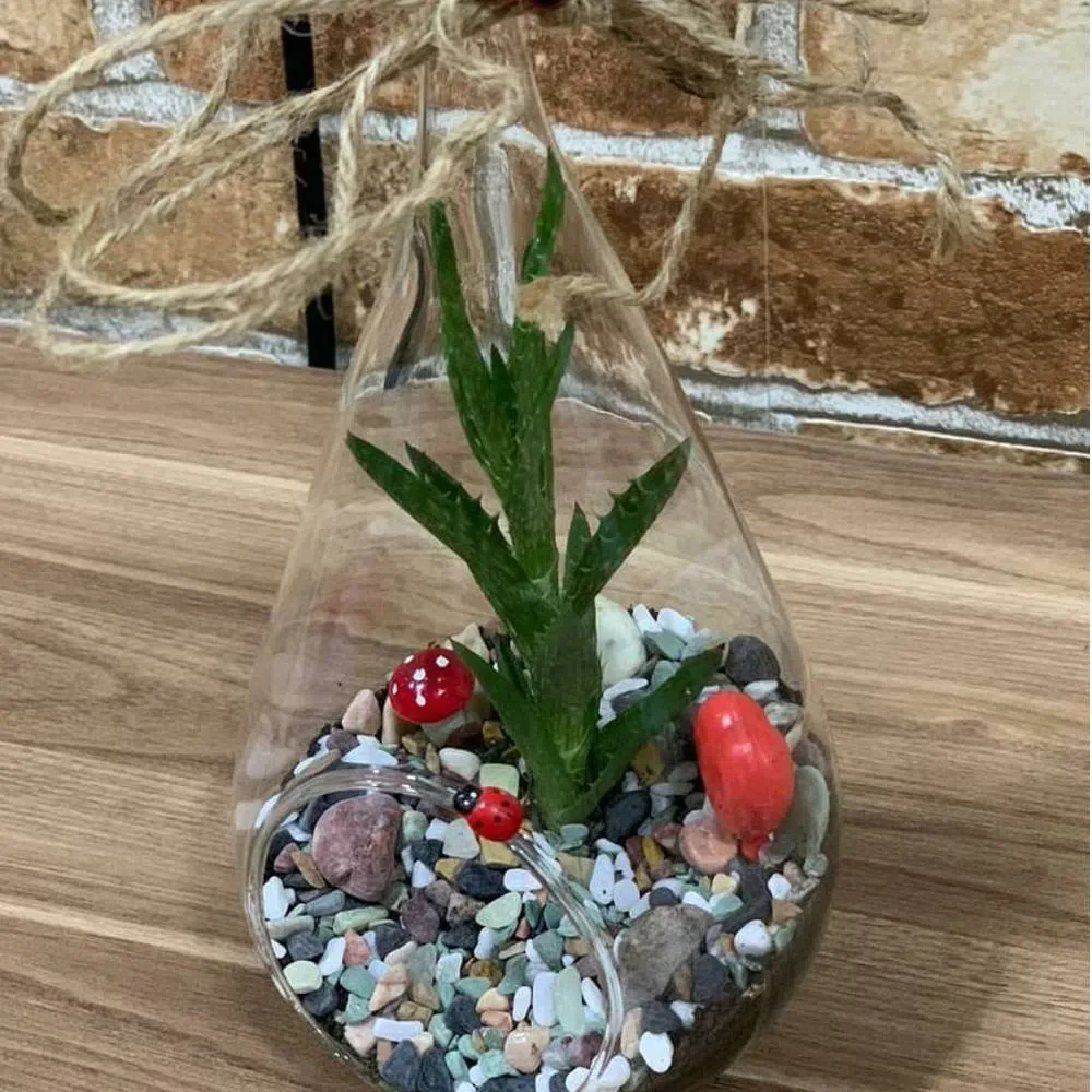 Sevinc - Terrarium
