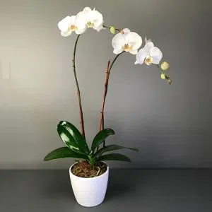 Orxideya