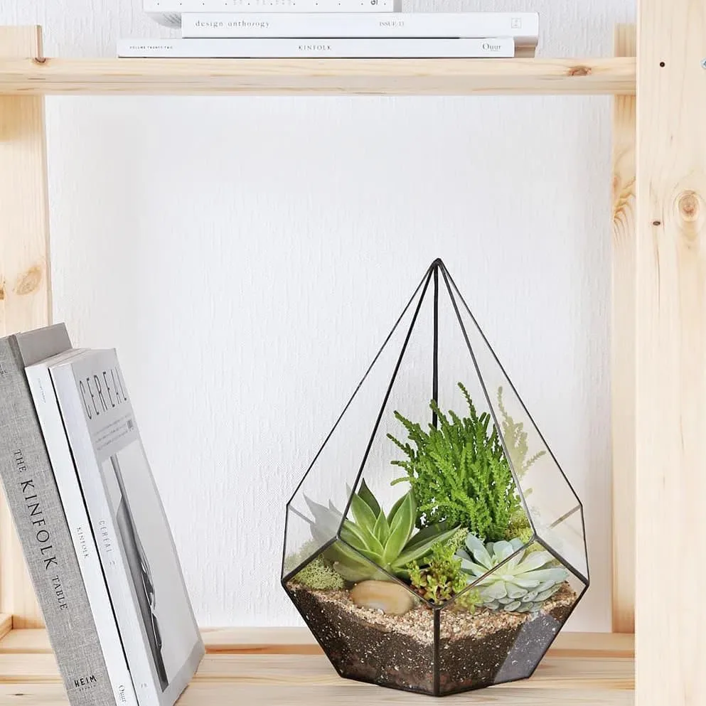 Sevinc zamanı - Terrarium