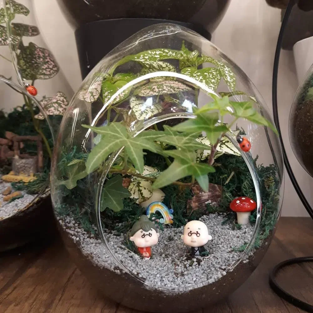 Sevinc- Terrarium