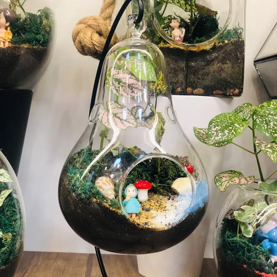 Sevinc- Terrarium