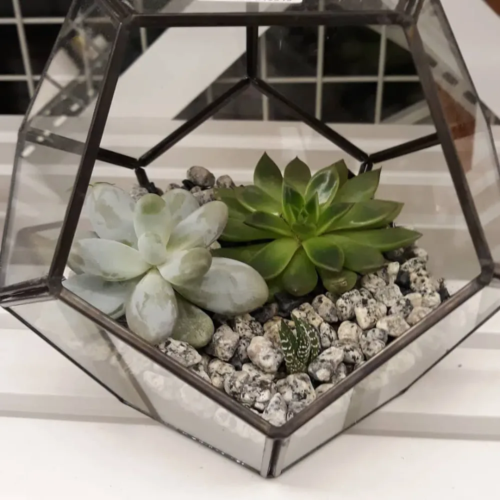 Sevinc anı - Terrarium