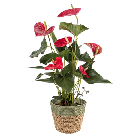 Anthurium - Dibçək gülü