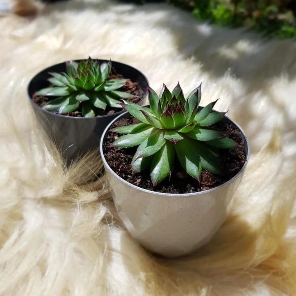 Succulent