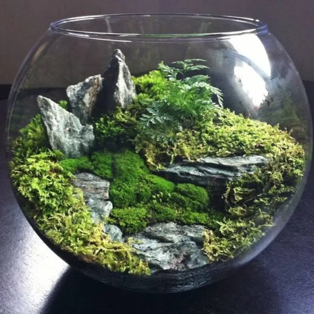 Gözəl an - Terrarium